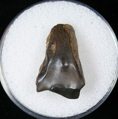Triceratops Shed Tooth - Montana #16641
